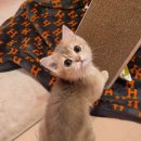 편하개 놀다가냥 이미지