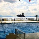 돌고래 | 후쿠오카 마린월드 입장권 가격 아이랑 돌고래쇼 관람 후기