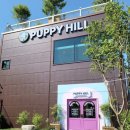 퍼피힐(PUPPY HILL) 이미지