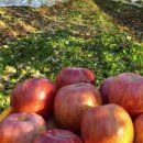 은영가족농장 이미지