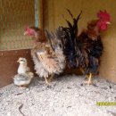 미니농장 이미지