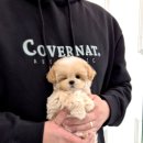 우리퍼피 이미지