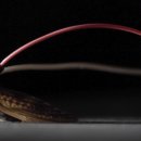 조종농장 이미지