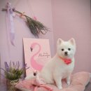 라미펫살롱 이미지