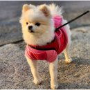 퍼스트 동물메디컬 센터 이미지