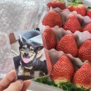 깜순이 | 깜순이네 딸기 산지직송 설향 1kg 포토카드까지 주문 후기