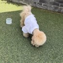 에이치푸드 | 김포현대프리미엄아울렛 애견동반 식당 에이치키친 푸드코트 식사 가능 변경사항 후기