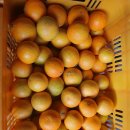 지금은 노지 황금향 수확은 안됩니다 비가림 황금향입니다 소과10키로 32,000 주문받습니다 이미지