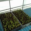 뿌리목장 이미지