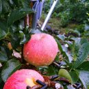 일미농원 이미지