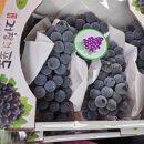 싱싱초록청과