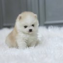 시바견분양.kr 네이버블로그