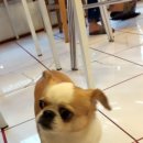 개있소 네이버블로그