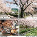 *제주 벚꽃 개화 시기와 인생 사진 명소 총 정리 이미지