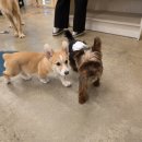 애니멀타임 | 평택키즈카페 애니멀클럽 후기