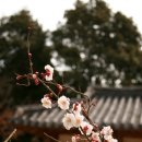 산유화 이미지