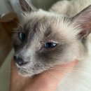 닥터팬더 동물병원 | 강동구 동물병원 고양이 눈물 진료 - 닥터표 방문기 -