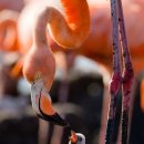 플라밍고 이미지