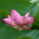 외교 참사 이미지