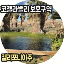 팜스브릿지 | LA 여행 당일치기 팜스프링스 가볼만한곳 코첼라밸리 보호구역