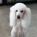 비비안살롱 이미지