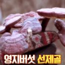 영지카센타 이미지