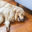 가좌동물병원 이미지