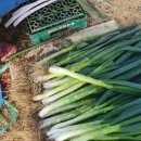 홍성1농장 이미지