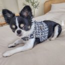 COZY 멍 이미지