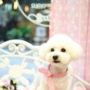 애견미용샵 조이 이미지