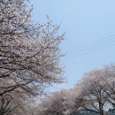 갈산리마을회관 | 당진 벚꽃 명소 베스트 네 곳 현지인이 추천하고 싶은 숨은 벚꽃 명소