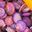 가리비세상 이미지