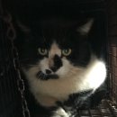 고려축산