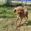 해피 애견 놀이방 이미지