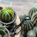 라시트포 인디고 이미지