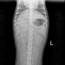 탑벳 동물병원 이미지