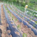 동안농장 이미지