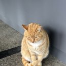 목포 한정식 내돈내산 진수성찬백반 후기 및 부여백제휴게소 고양이
