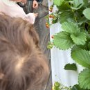 가족체험 | [울산 북구] 나리팜 딸기 주말 가족체험 후기(3세 5세)