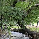 새한자동차 대성텐트 | 경남 함양군 &#39;오르고(GO) 함양&#39; 사업 분석 및 발전 제안 (2025년 1월 시행) - 36