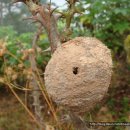 신기농장 이미지