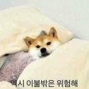 알아 이미지