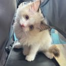 고양이미용 반하나캣 이미지