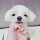 이쁘개 아름답개 이미지