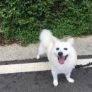 용인시 동물보호센터 이미지