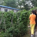 길림농장 이미지