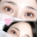 샤니래쉬