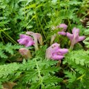 송이용소 이미지