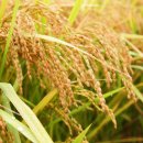 현대 라이스 위탁 영농조합법인 | 현대라이스위탁영농조합법인