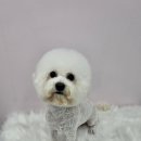 이쁜멍멍 이미지